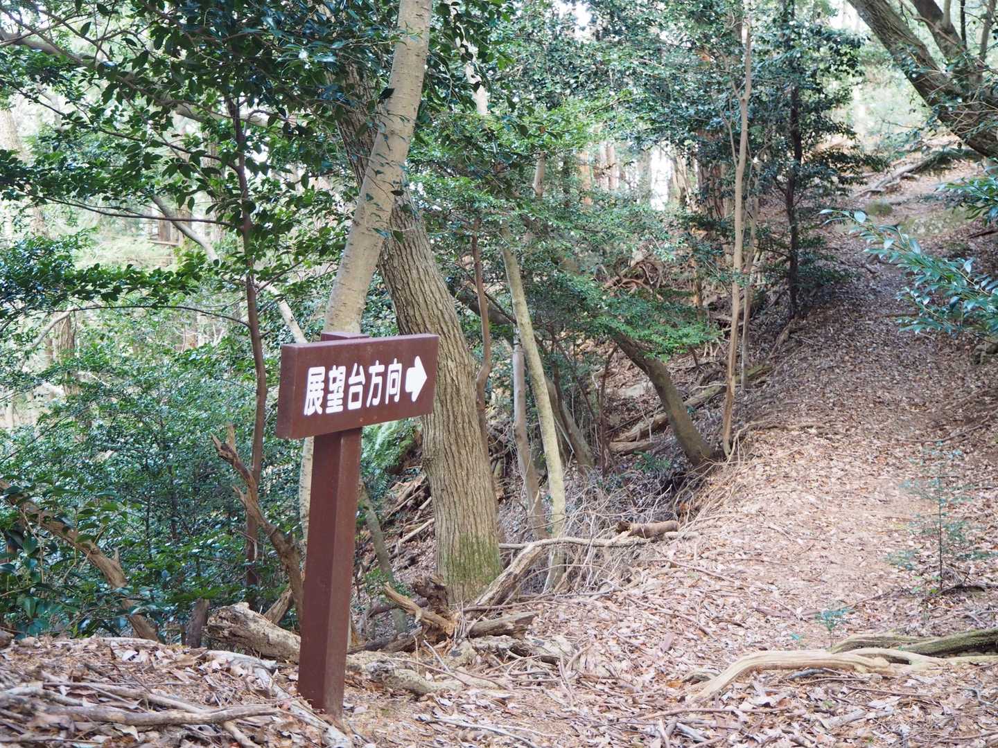 展望台、行ってみよう‼️
