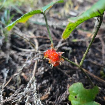 今回の登山道でよく見かけたよ
🍓