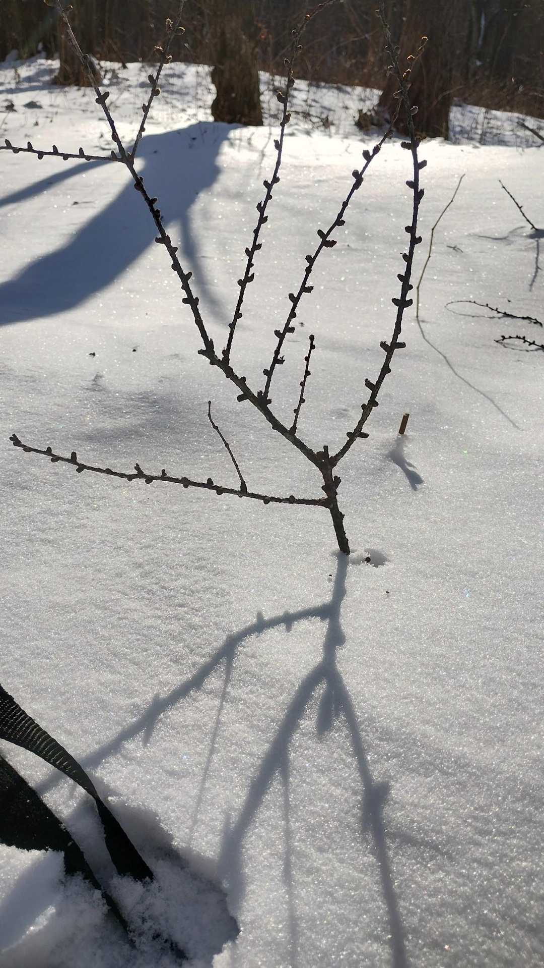 途中何度も止まっては
雪を触ったり😁
小枝立てたりっ
なんかしたくてヤッホー♫