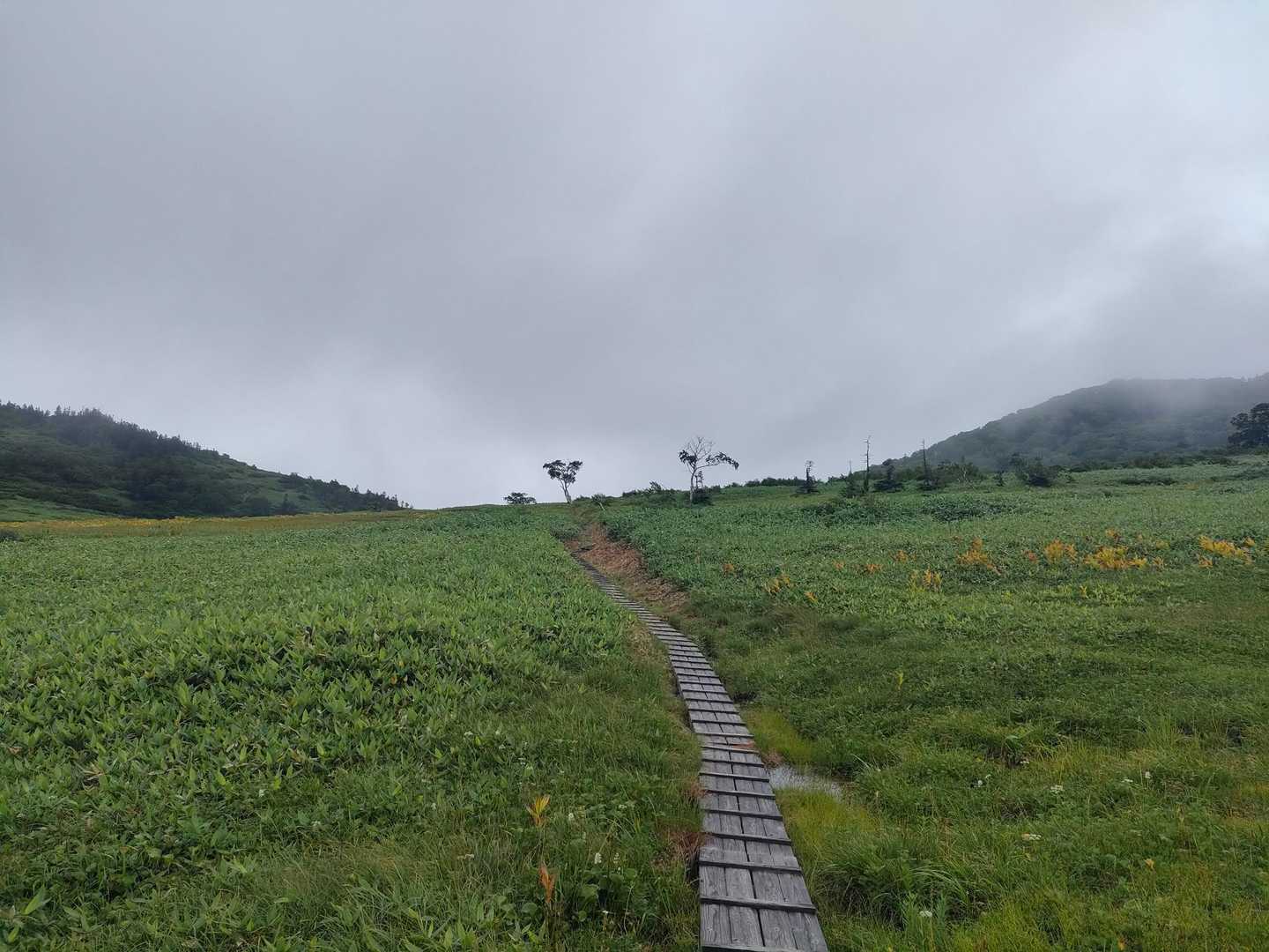 　素敵な木道が現れたよ(⁠✷⁠‿⁠✷⁠)