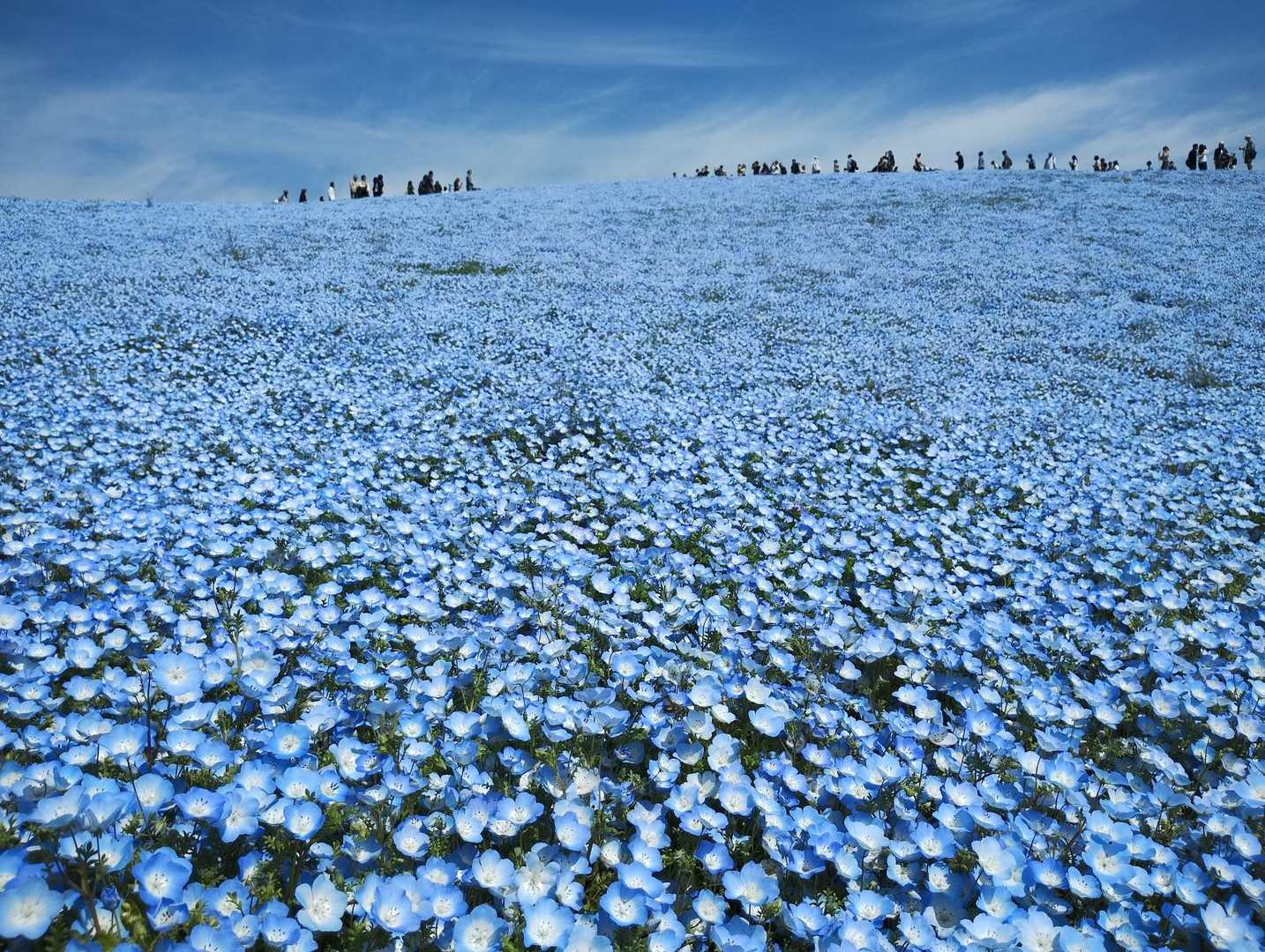 ひたち海浜公園 ネモフィラ💙 / abekaの登山データ | YAMAP / ヤマップ