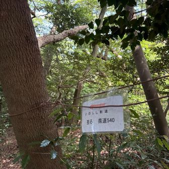 小一足から「いのしし新道」を下山します。
地図上には表示なし。

