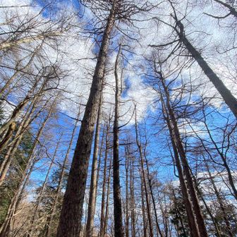 カラマツの冬景色大好き💕