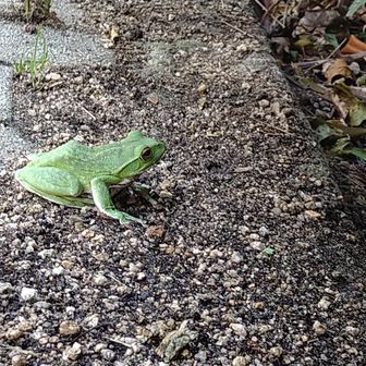 デカイ🐸
おじさんが、寝そべって撮られてました、ん？何々😳