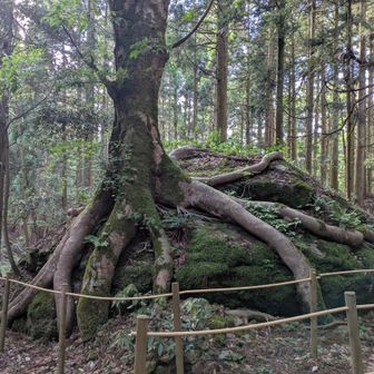 三十三間山・轆轤山 2026/05/23 / マー君の登山データ | YAMAP / ヤマップ