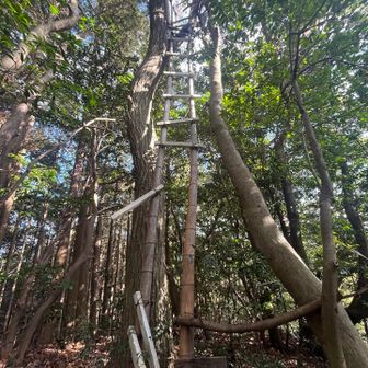 ジャックと豆の木はしご
名前も可愛い😍