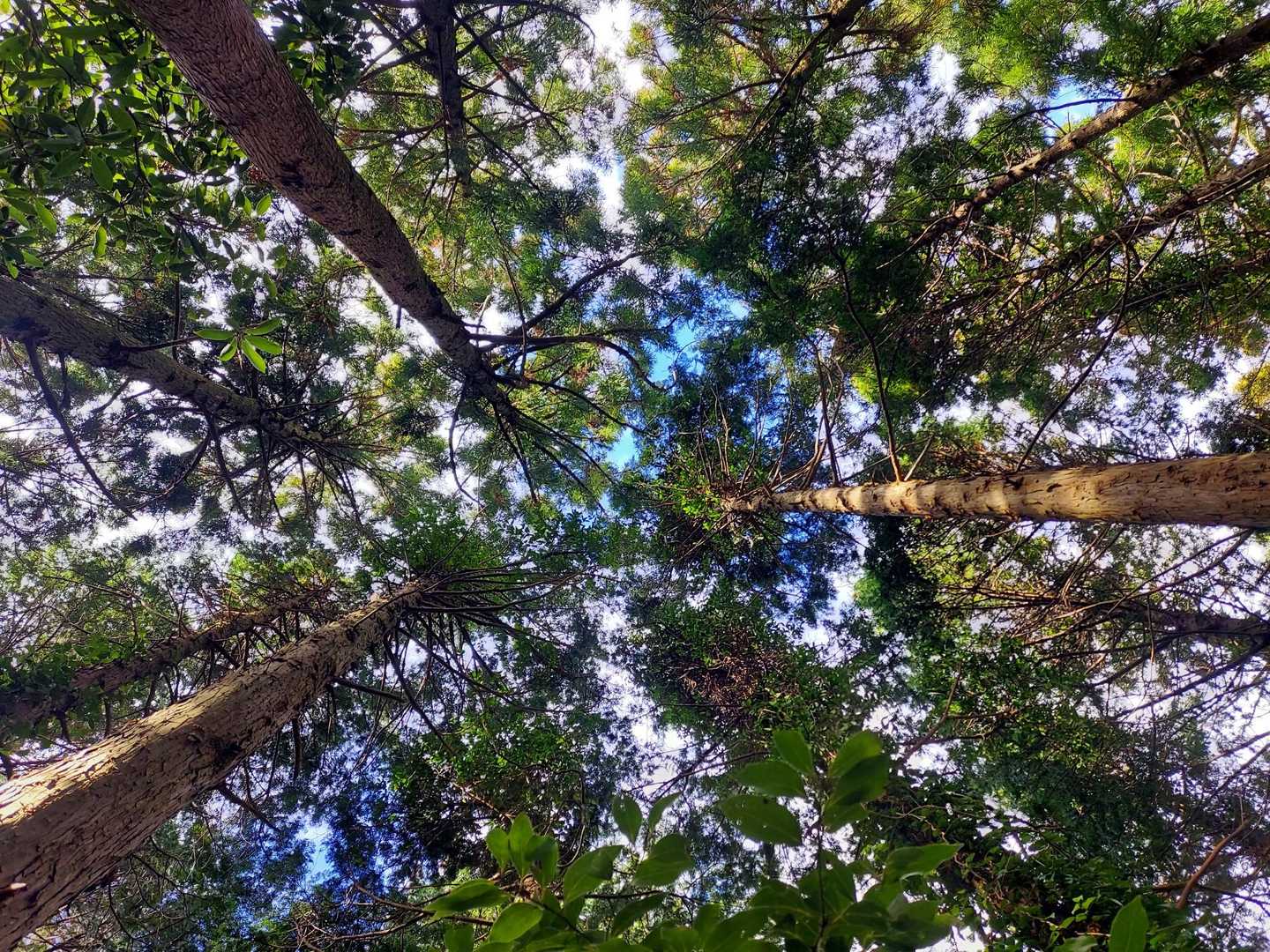 🌲