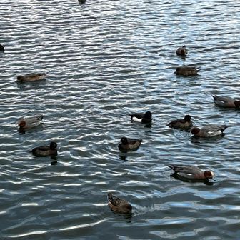 このあと、山麓線沿いを屋敷山公園まで歩いて戻る　道路沿いの単調な道は、ほぼ誰ともすれ違わないので「松田聖子シングルメドレー」を大音量でかけながら、共に合唱　大満足
