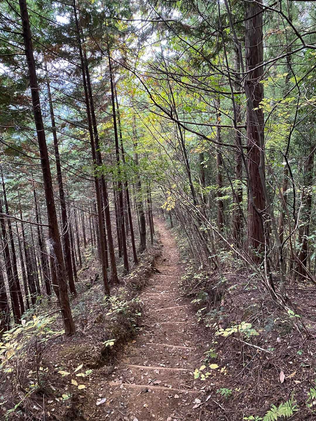 登計橋-登計トレイル-愛宕山 周回コースの写真