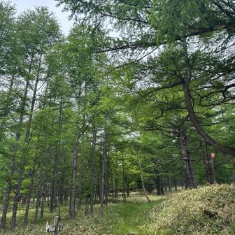 最後は熊が数十メートル先にいて慎重に下山😰
