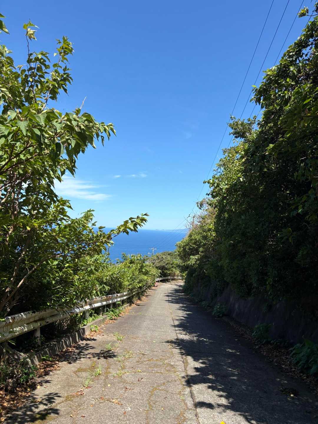 南国〜って言う景色🏝️
