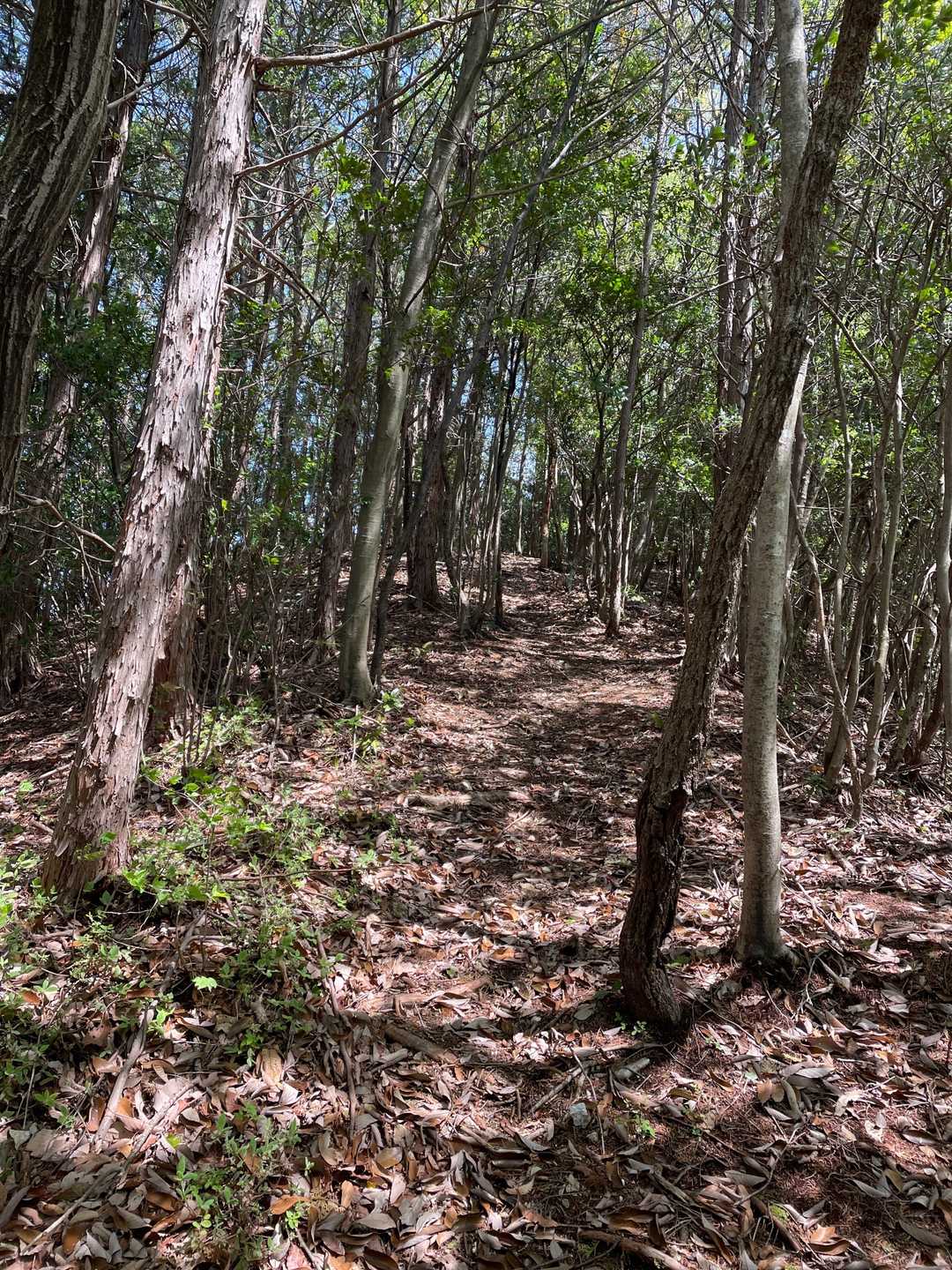 御望山 往復コースの写真