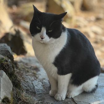 謎めいたお顔ですね。