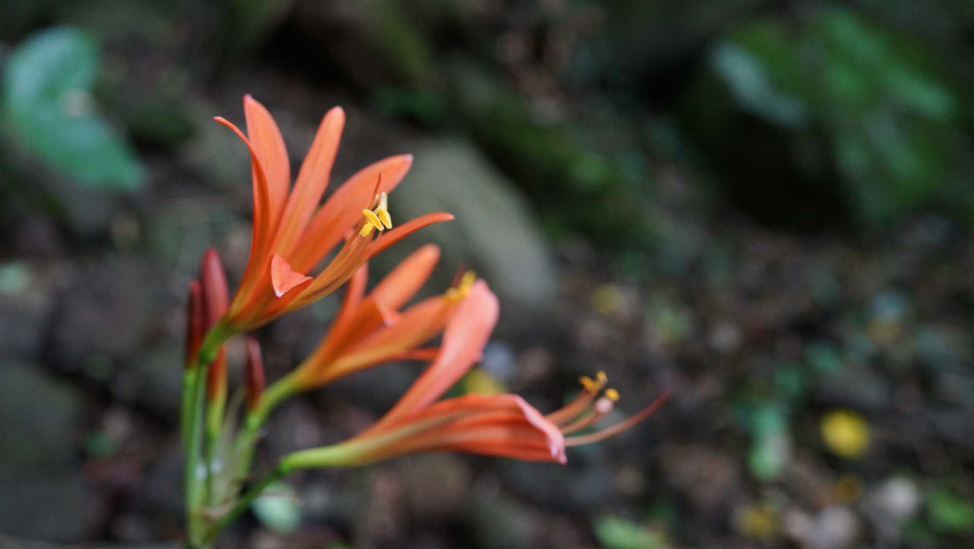 八幡岳 往復コースの写真