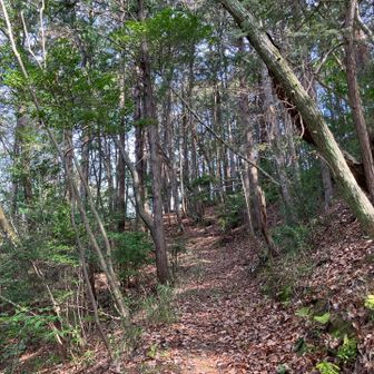 いい感じなので騙された