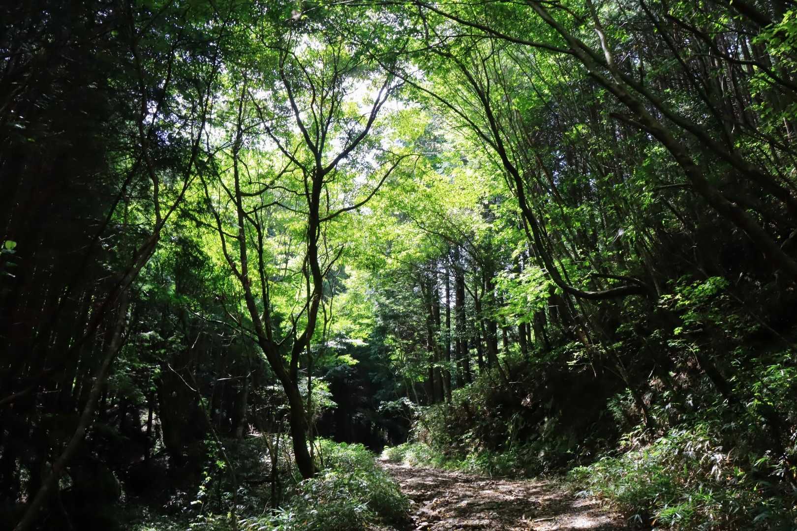 1時間ほど、ずっと楽ちんな林道歩きです