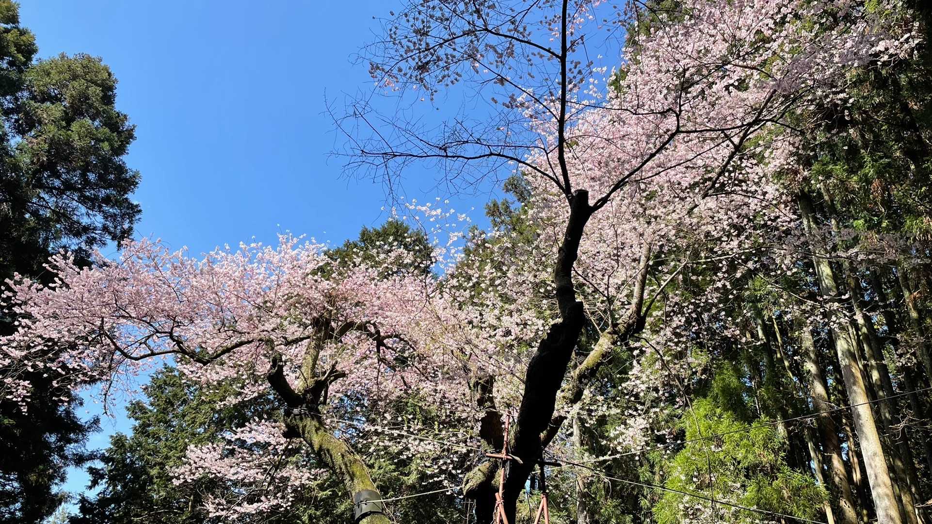 虎尾桜2022❗️
今年も元氣に咲いてました(^^)