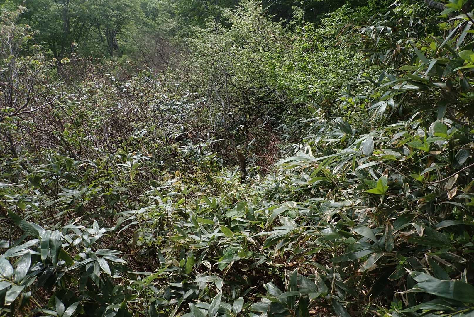 登山道の一部区間はこんな感じです。
後日刈り払い予定。