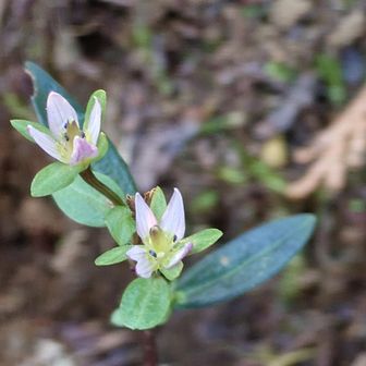 一丁平まできたら、なんと
小さい小さいセンブリが一株咲いてました😆