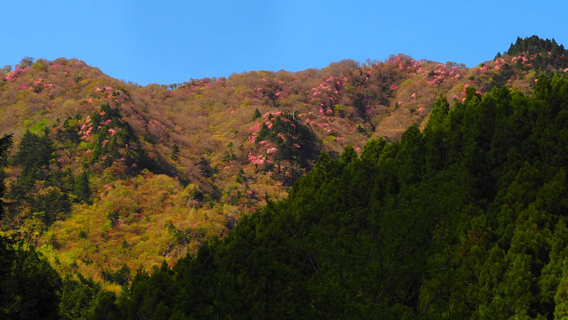 下山後、美しい花が咲いていた大森山を見上げます

では、また👋😊