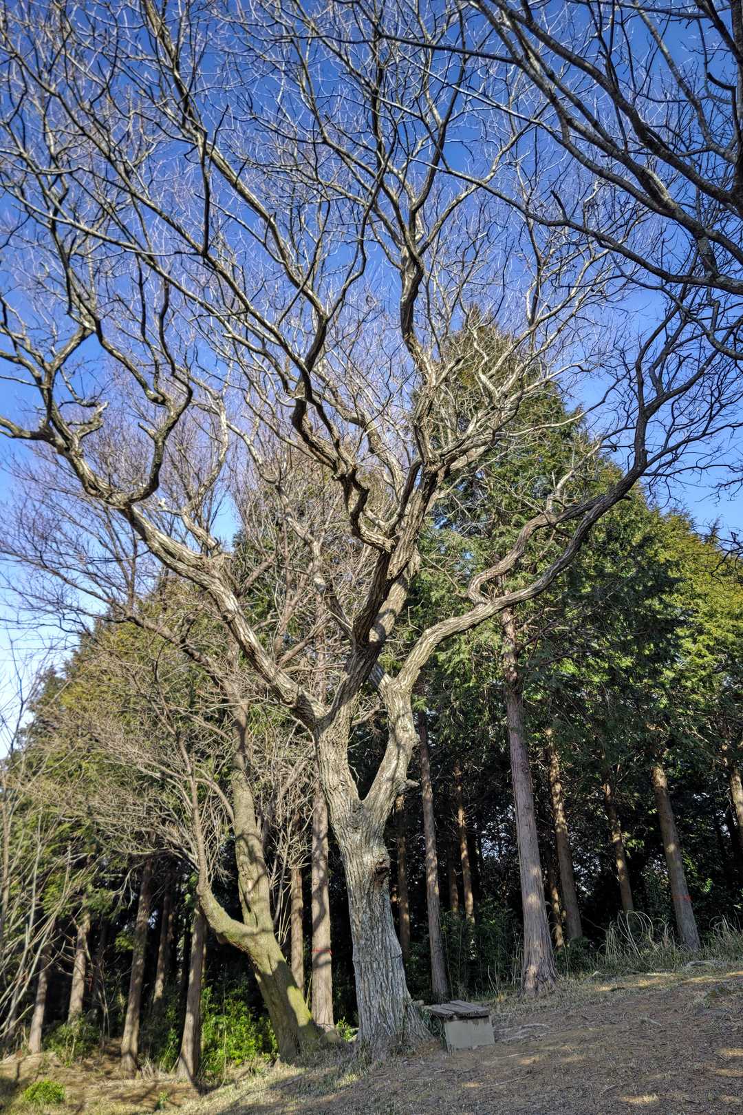 観音山 周回コースの写真