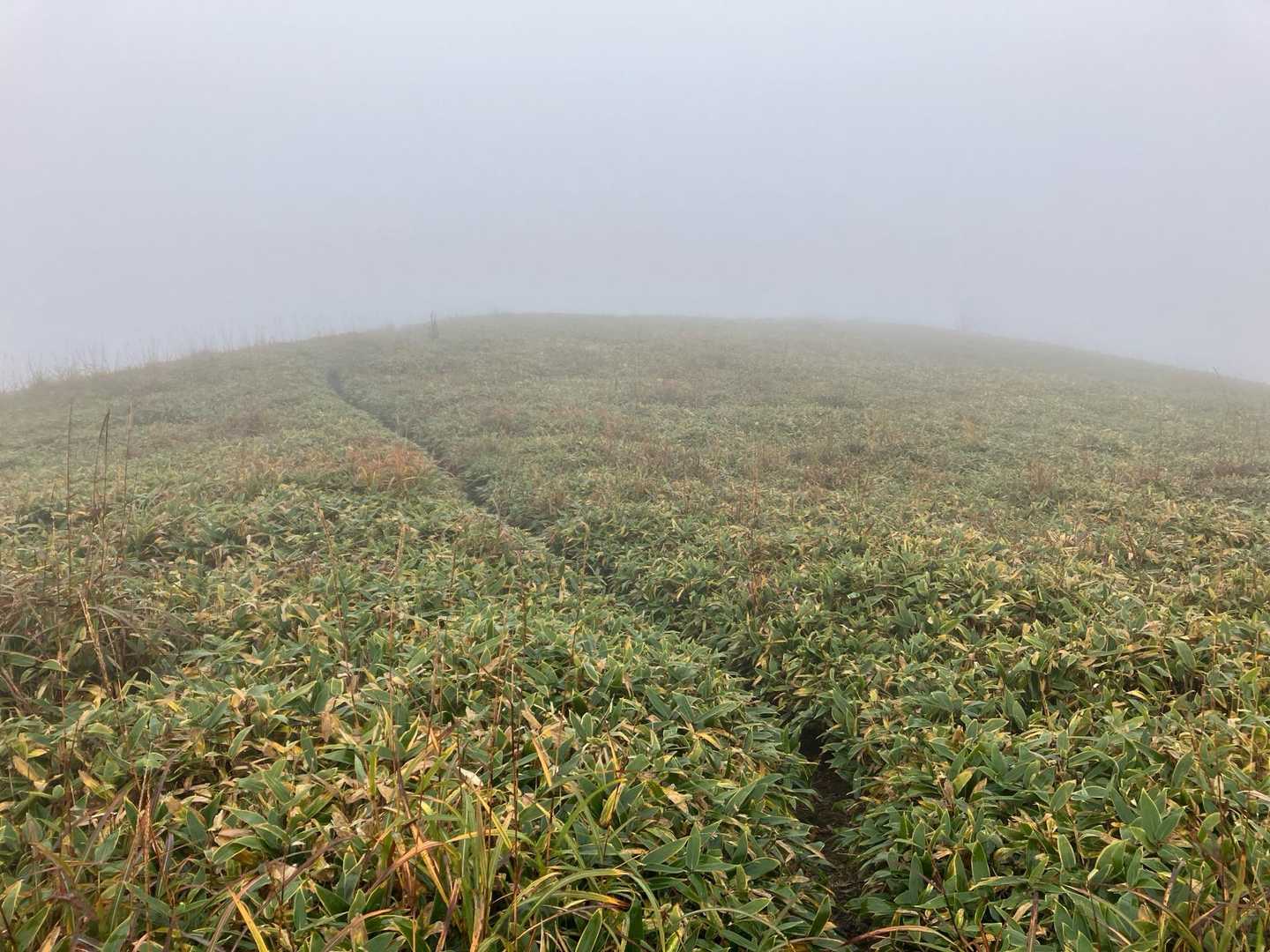 気持ちの良いシコクザサの中を
ずーっと歩く🚶‍♂️🚶
あの向こうは絶景なんやろな！
