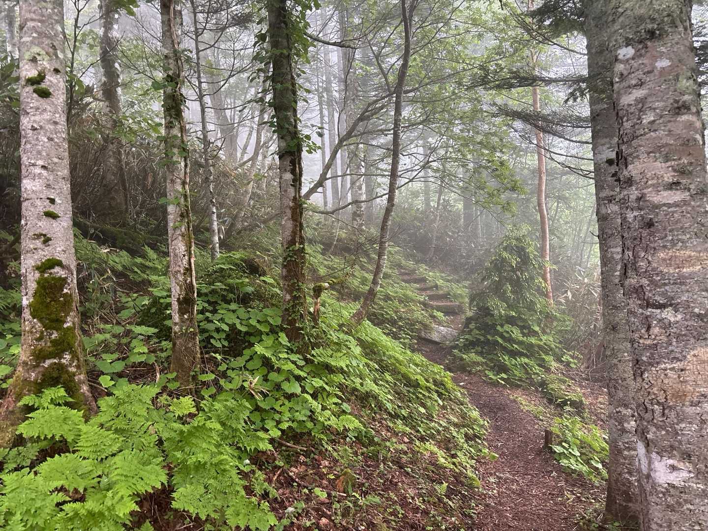 馬坂峠登山口-台倉高山-帝釈山-田代山 周回コースの写真