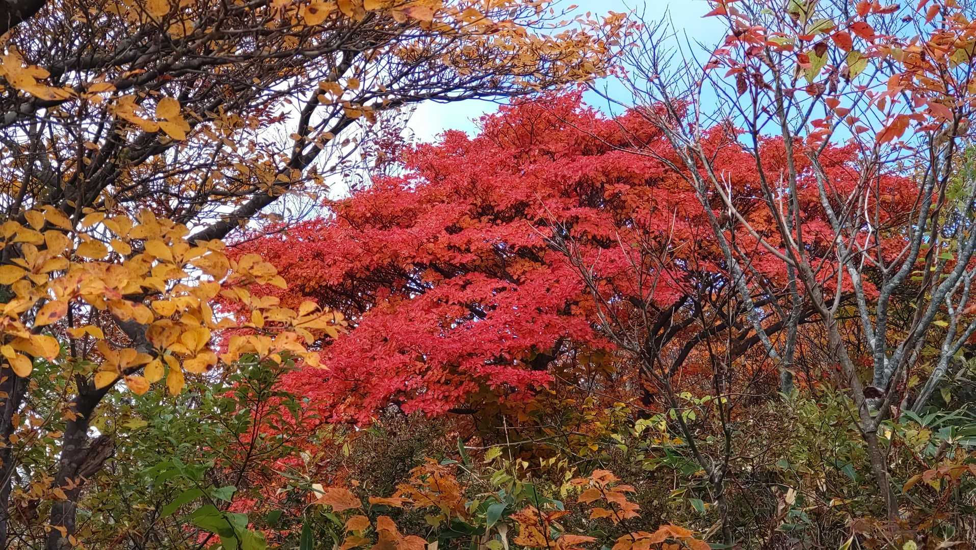 泉ヶ岳の紅葉は見頃のようです。