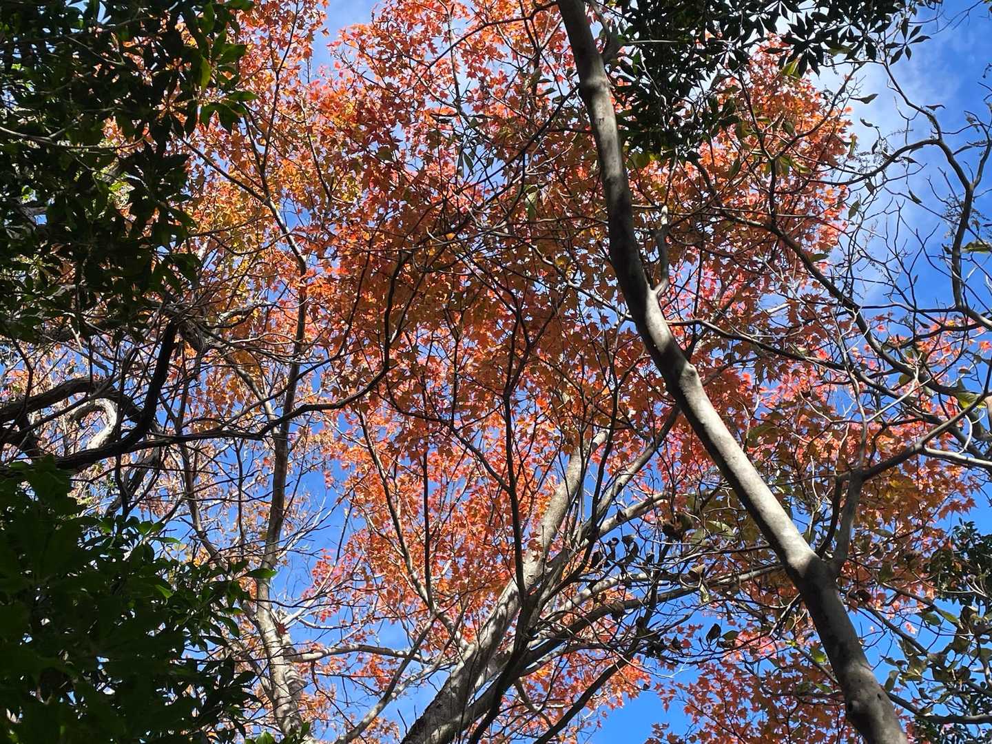 久しぶりの青空よね
