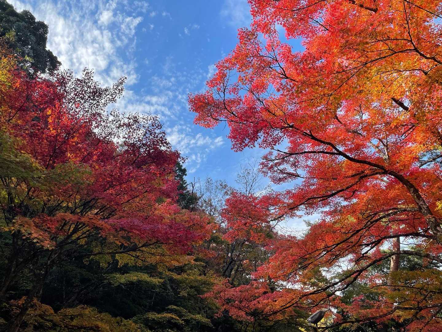 綺麗に撮れました✌︎