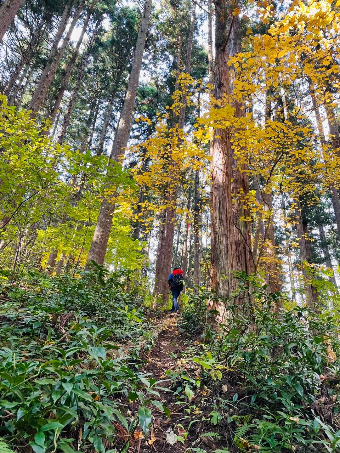 鷹取山 往復コースの写真