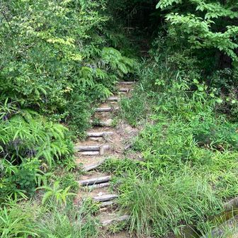 ここが本当の登山道スタート。見逃さないように