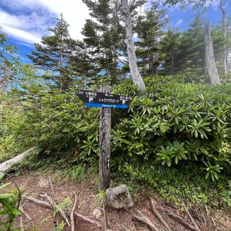 この登山道、看板はしっかりしてる