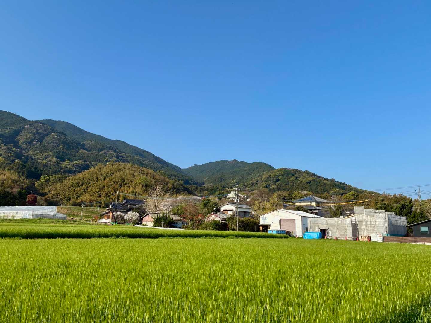 青々した麦畑の横を通って
二丈岳に向かいます
