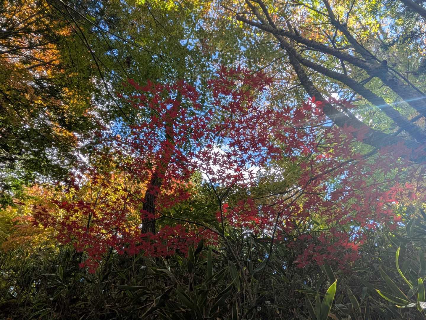 紅葉がキレイ☺