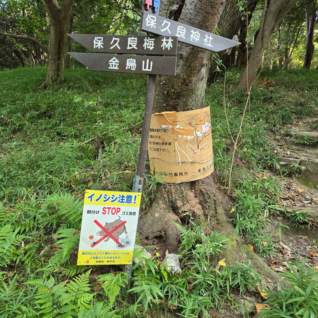岡本駅から住宅街を抜け、金鳥山を目指します
途中に、🐗でしようか？掘り起こしが無数見られました