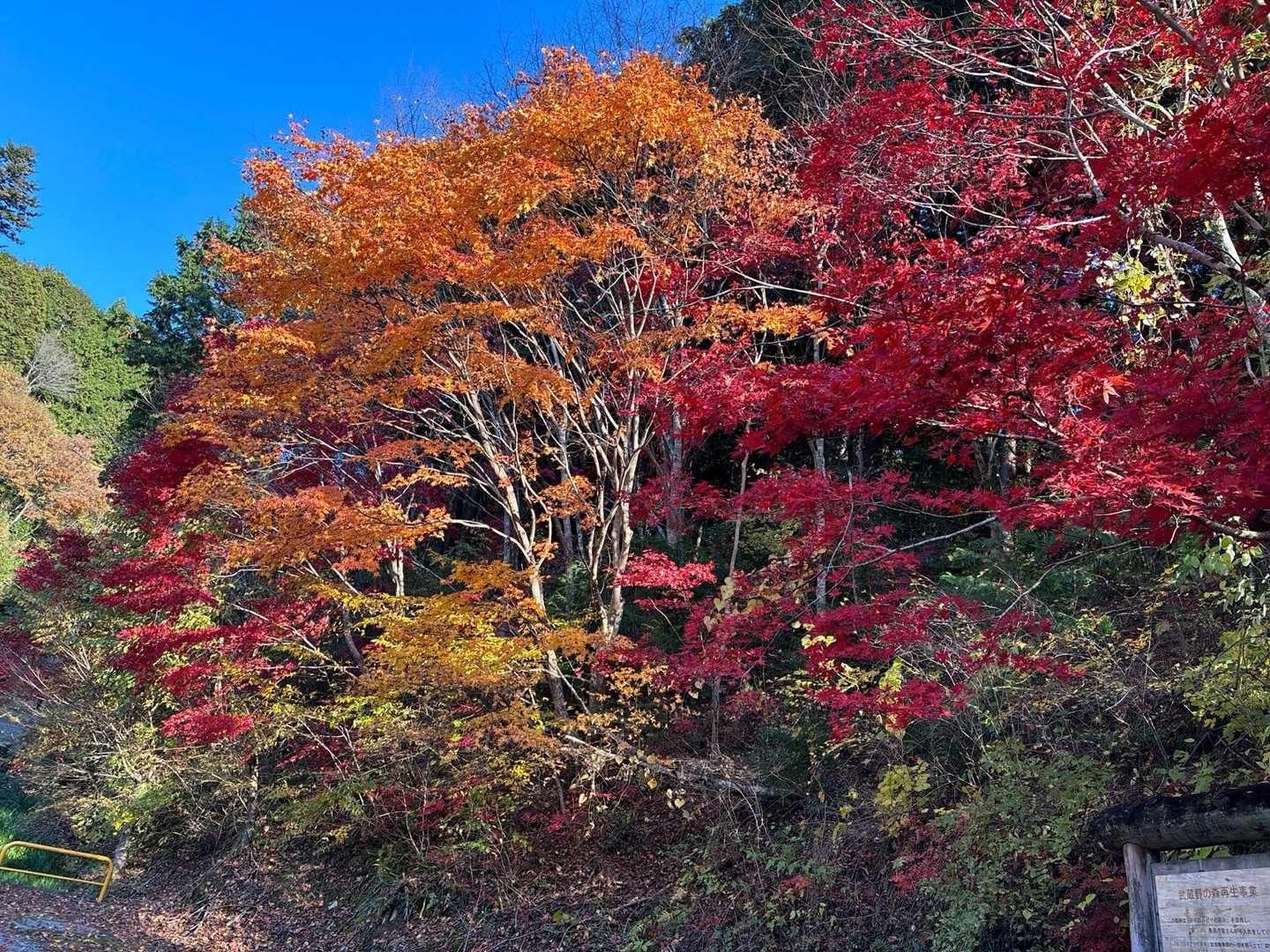 東吾野駅-福徳寺登山口-ユガテ-エビガ坂-武蔵横手駅 縦走コースの写真