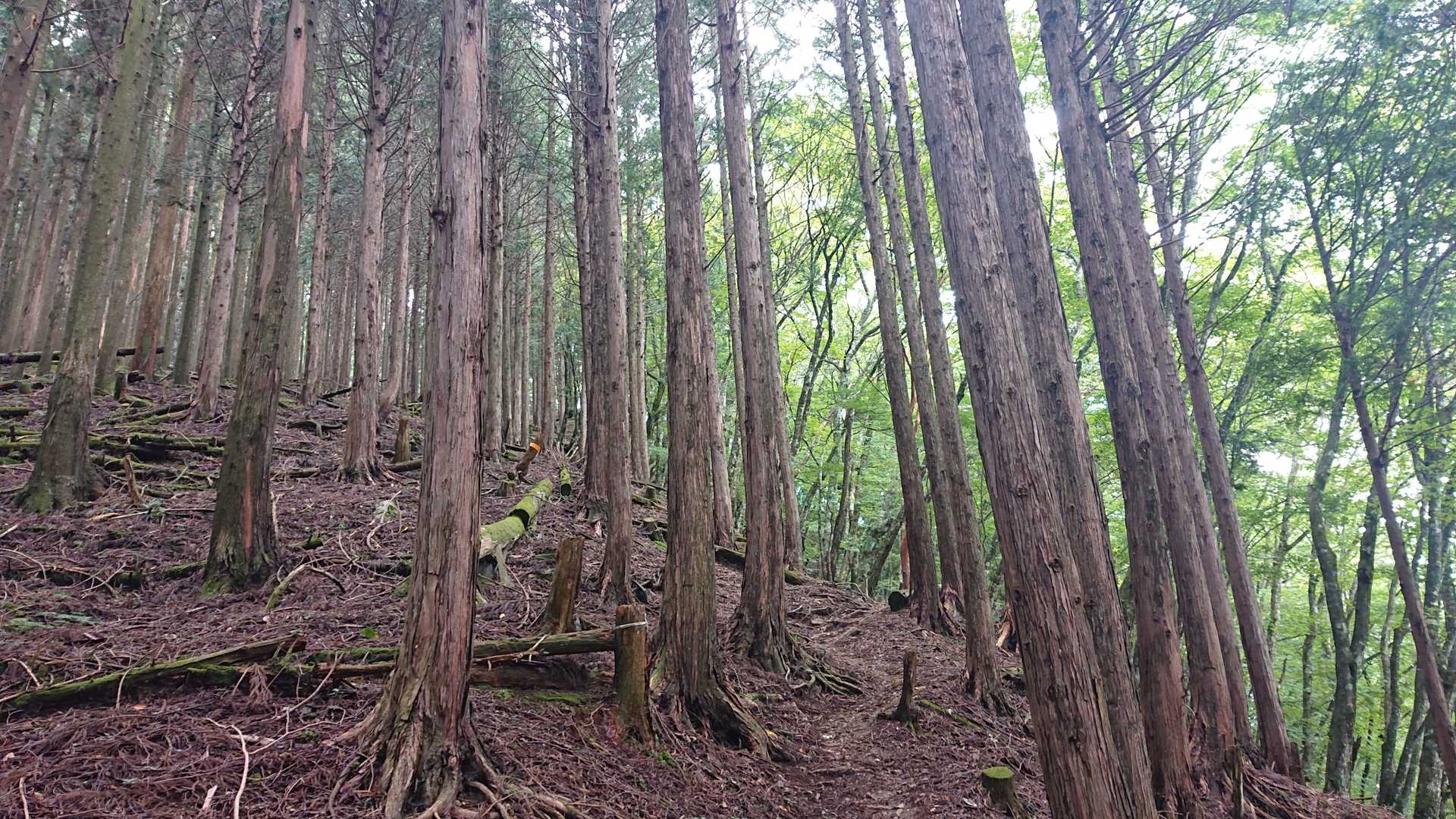 登っても登っても…