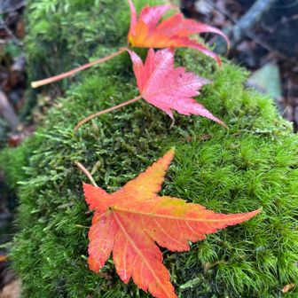 🍁🍁🍁　秋めいて