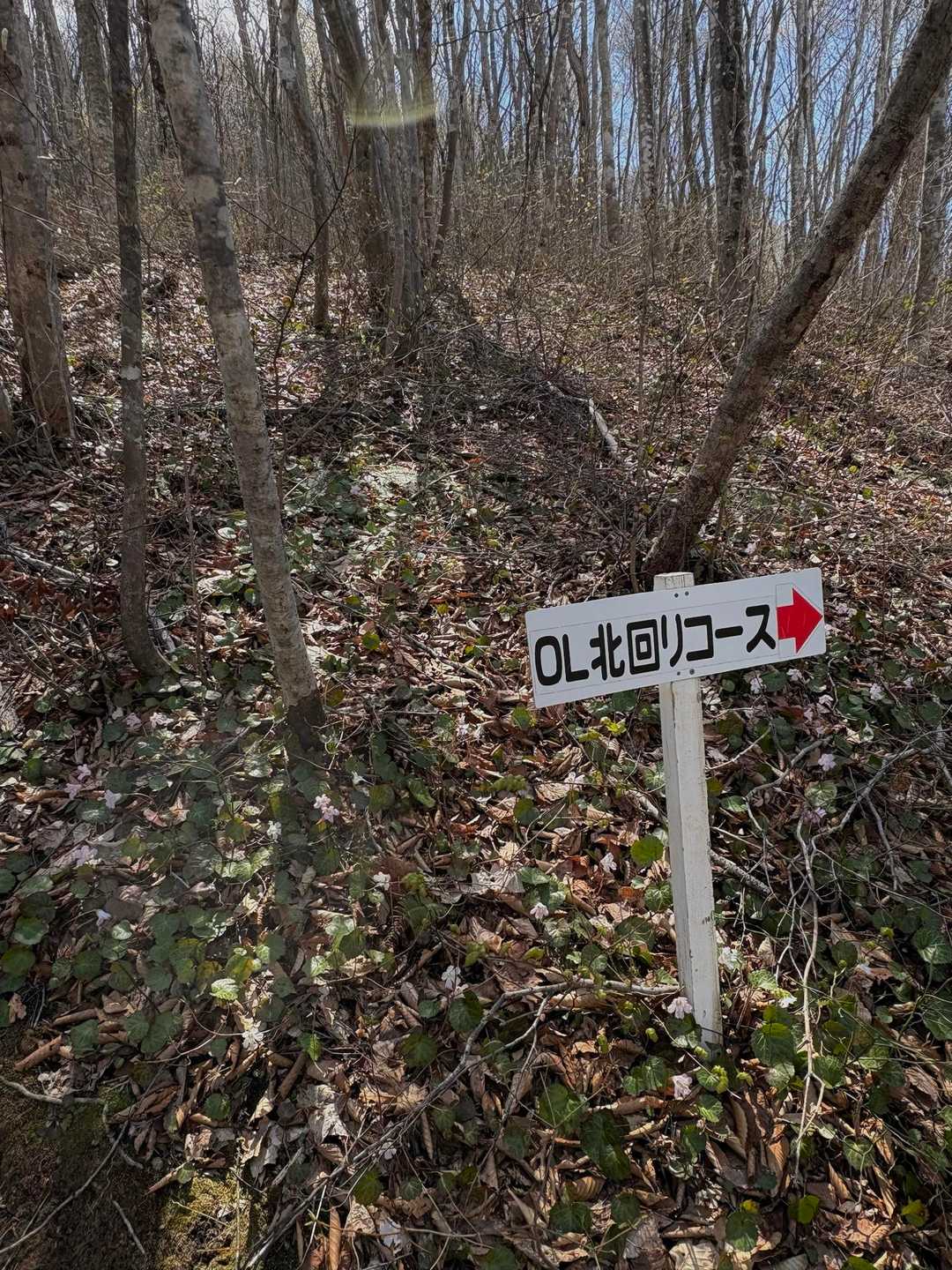 群生に見惚れて、分岐を見逃してて

そのままk点まで降りてしまいそうになる🤭