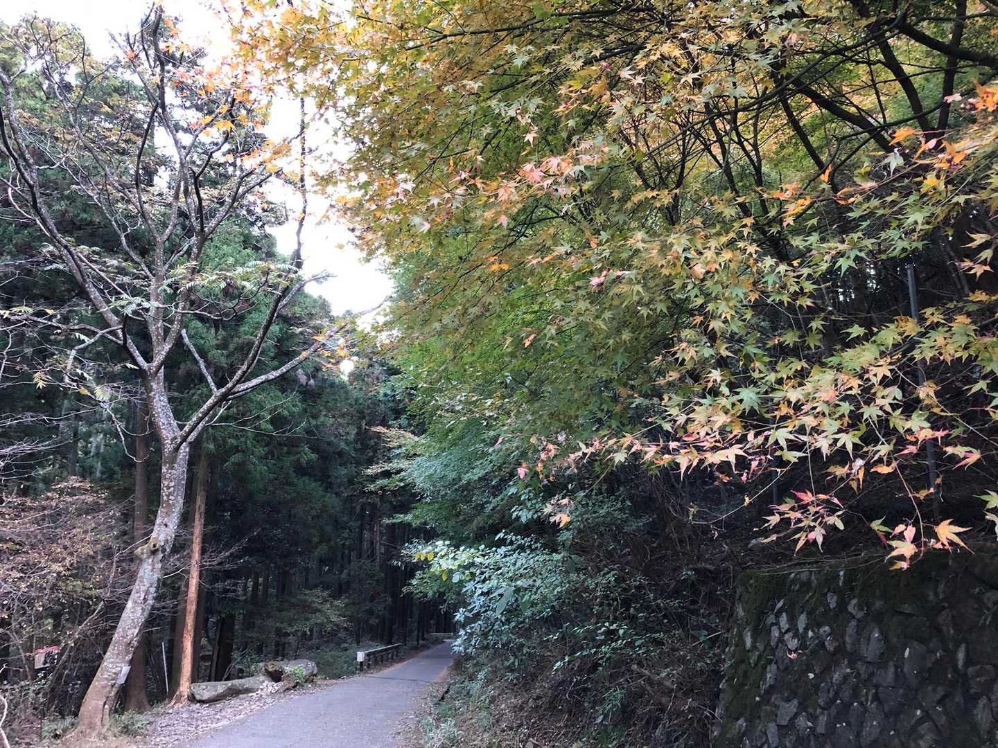ひたすら林道で紅葉狩り🍁