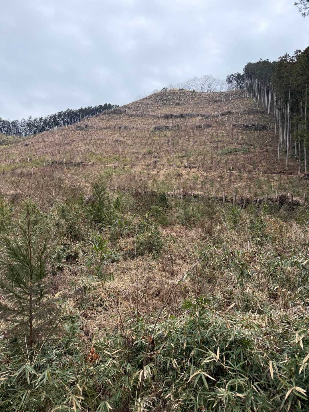 登ってきたお山