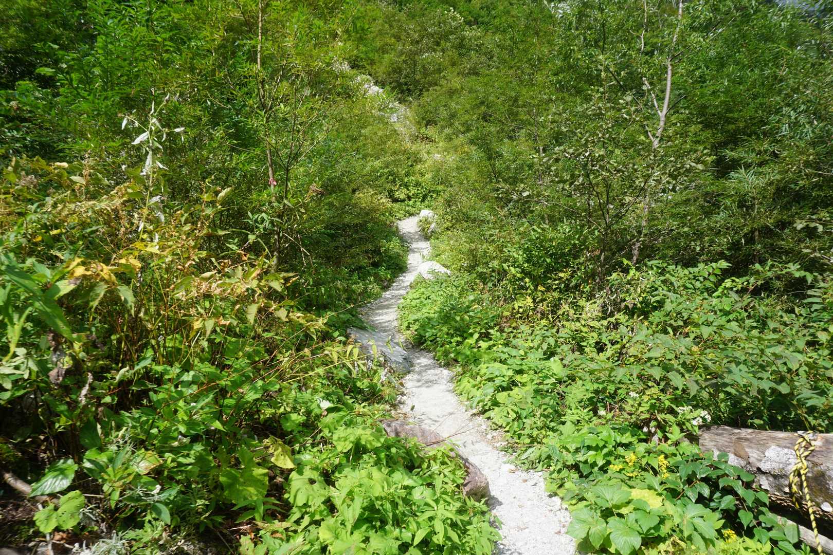 では、ここから頑張りますよー
ようやく登山道