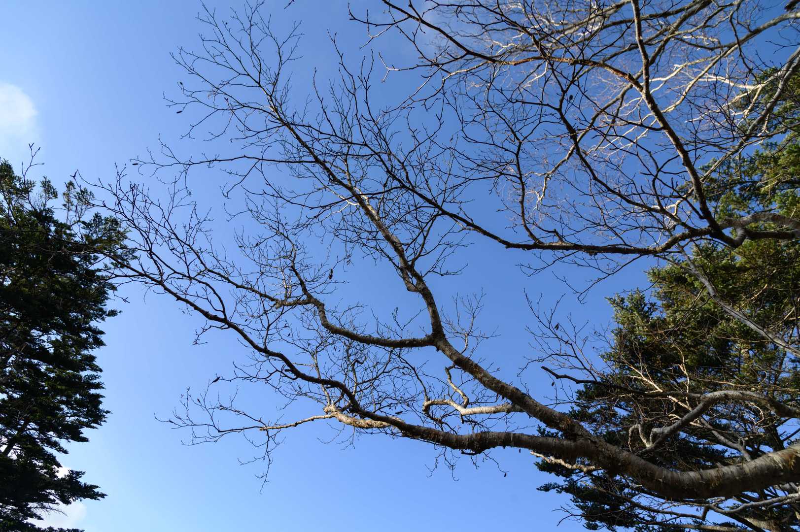 雁ヶ腹摺山（大峠）の写真