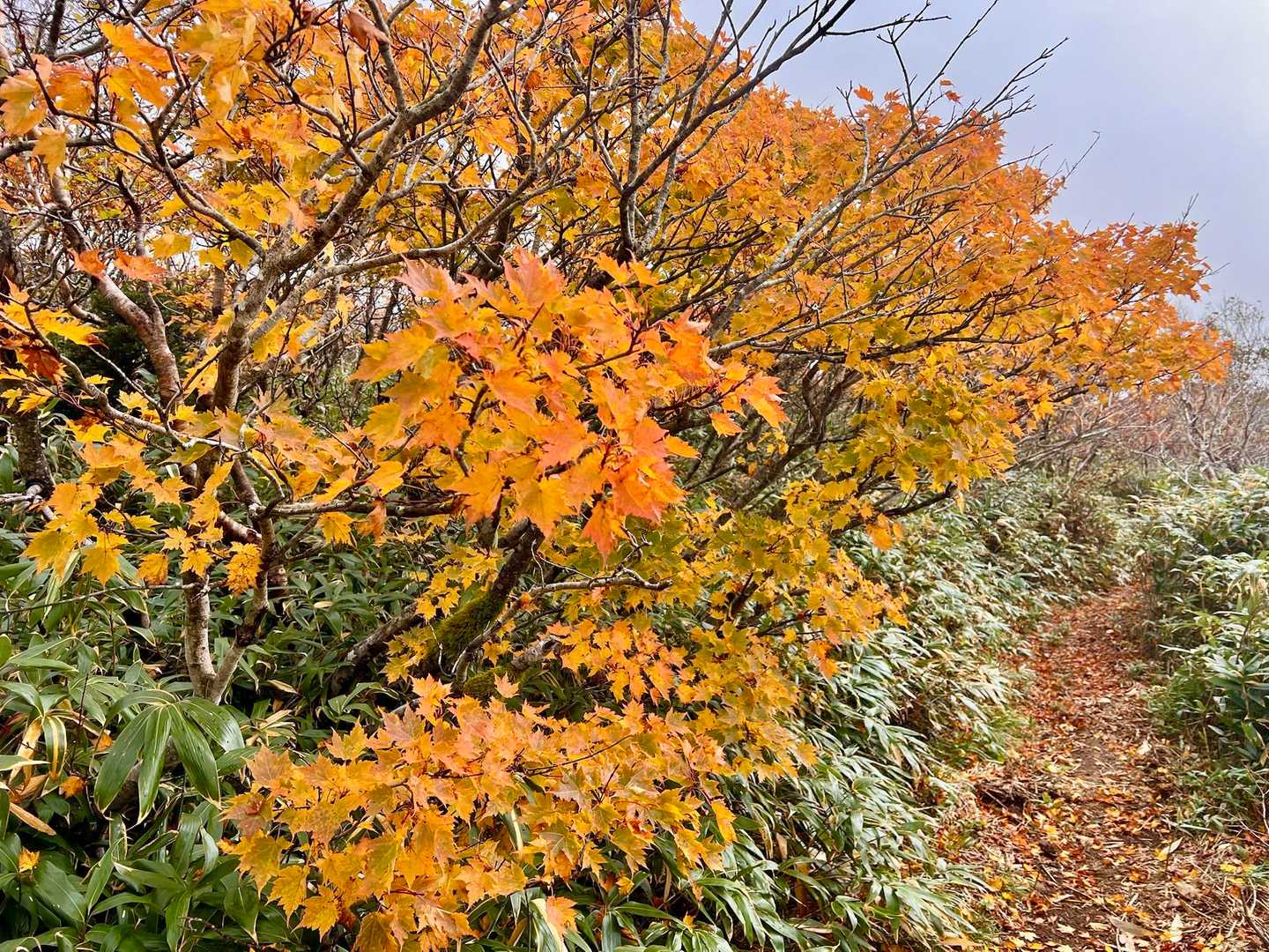 紅葉は終盤でしたが、まだまた見れました