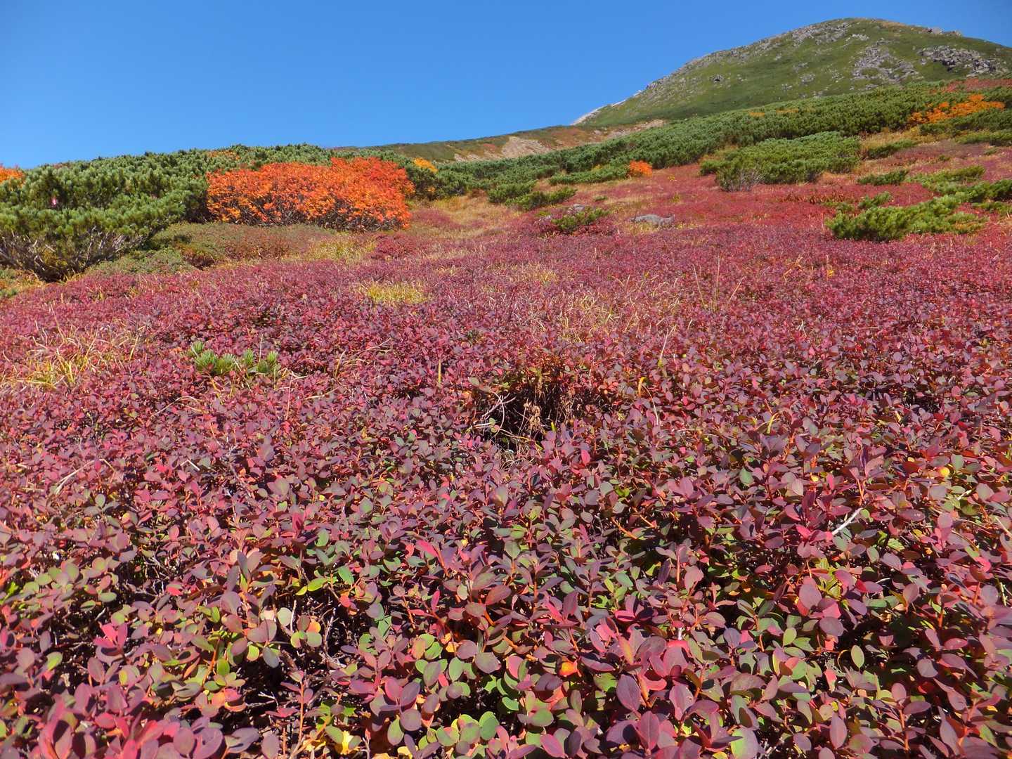 平瀬道登山口-室堂センター-白山 往復コースの写真