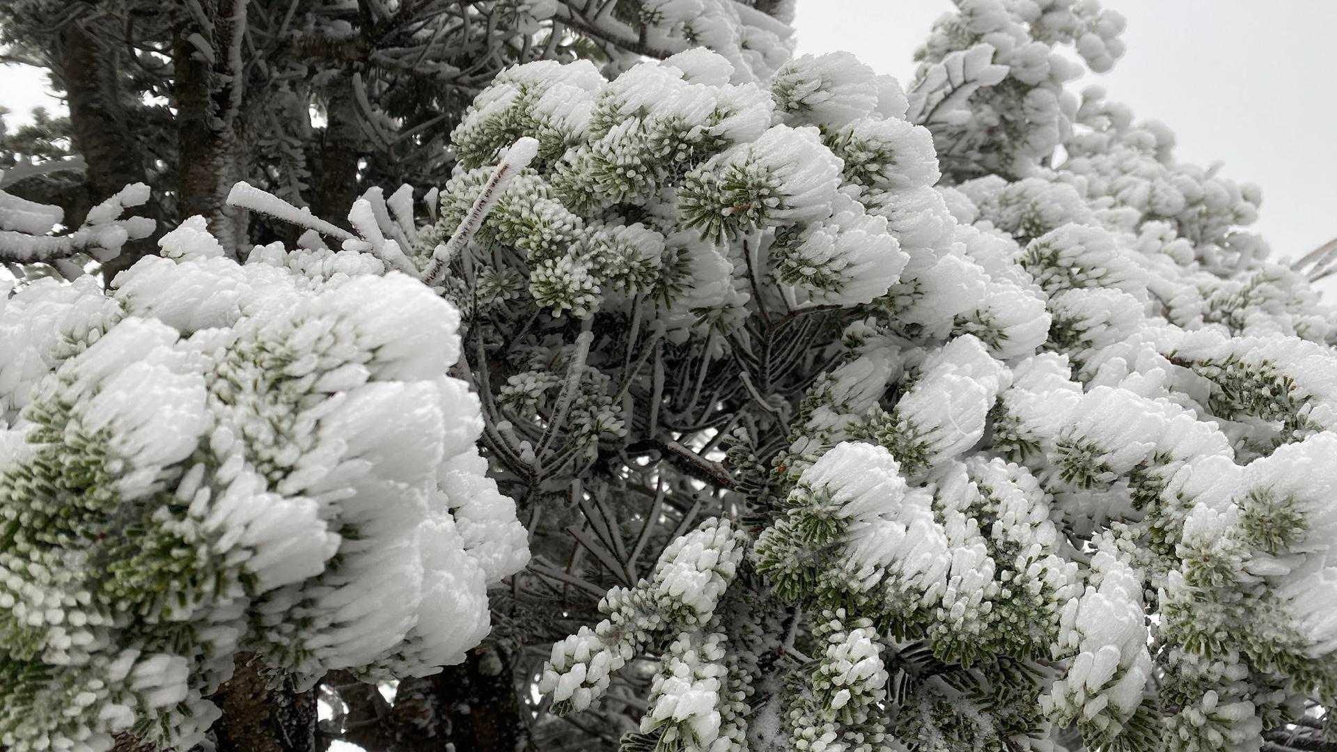 松ぼっくりみたい🌲