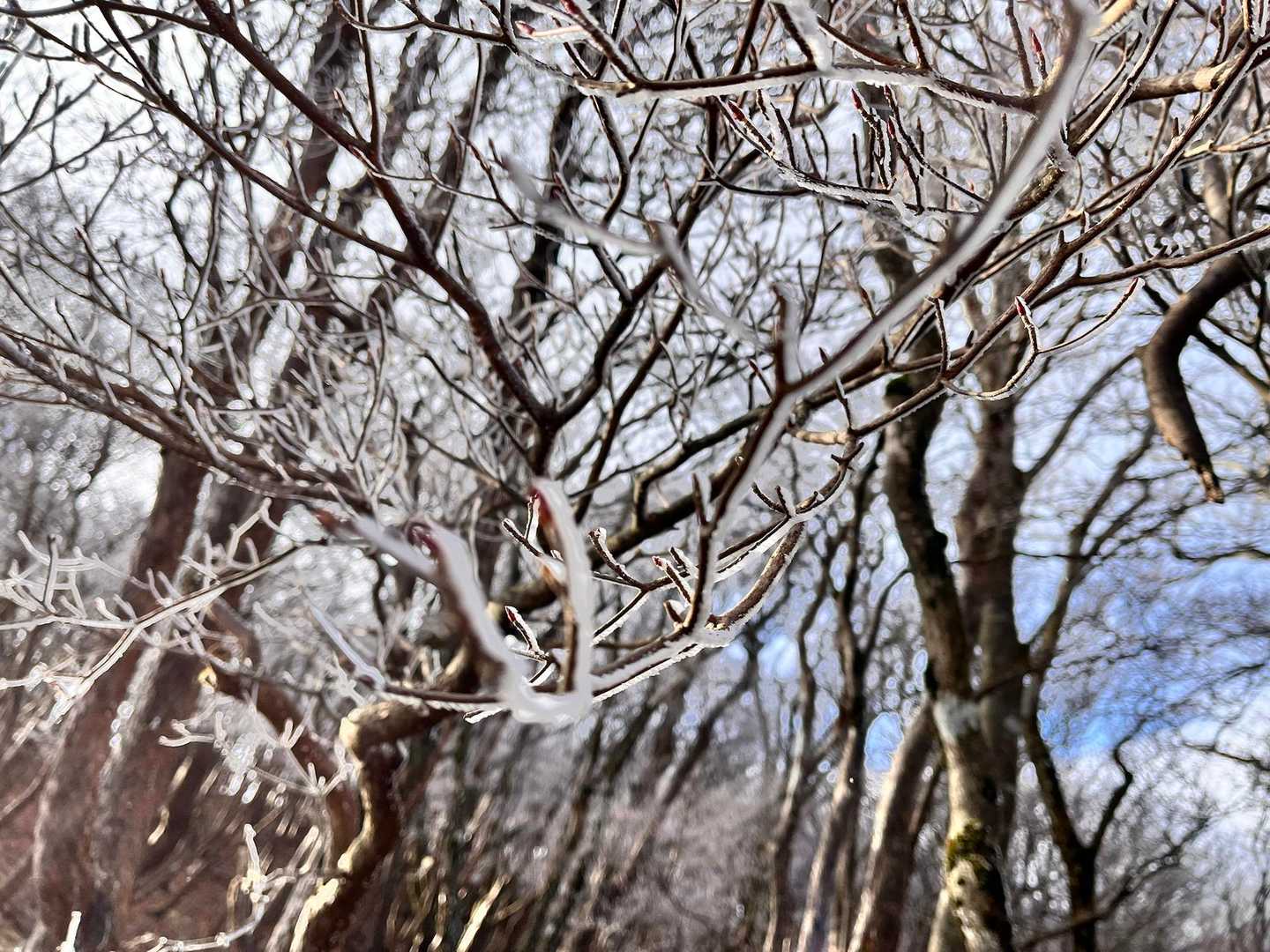 霧氷のあかちゃん