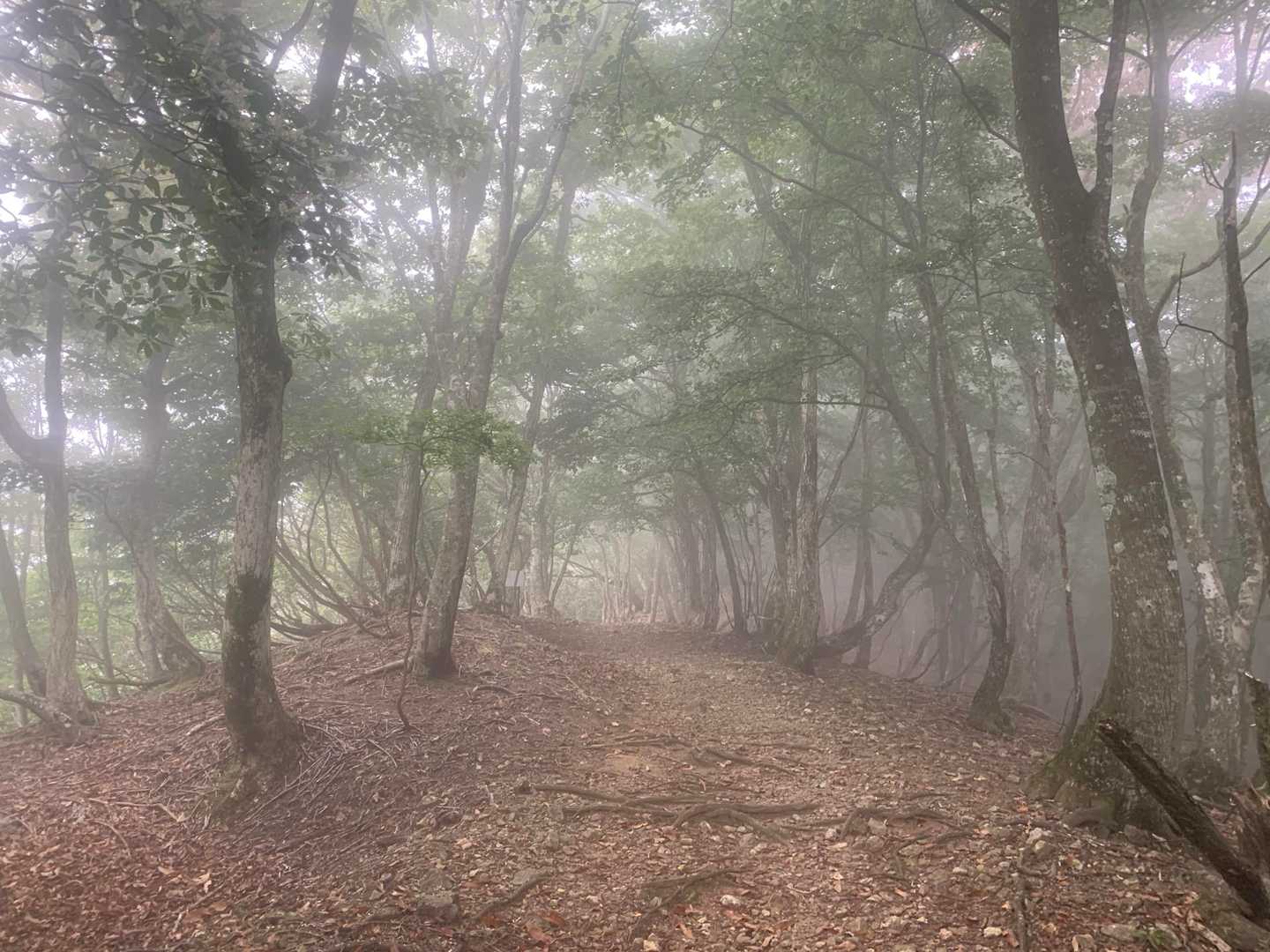 鳩ヶ峰-大江山 往復コースの写真