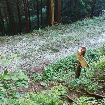 林道へ